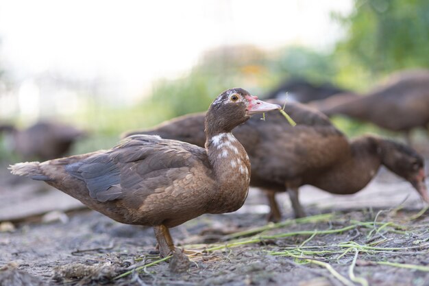 Patos en un corral en una granja