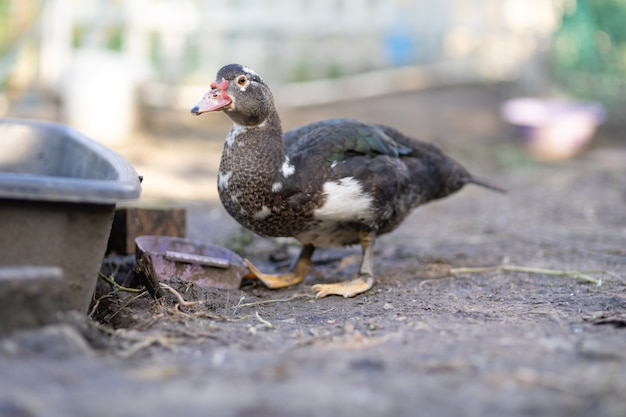 Patos en un corral en una granja