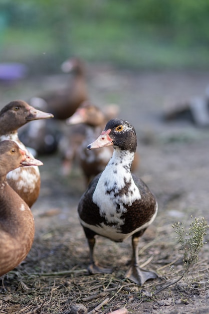 Patos en un corral en una granja