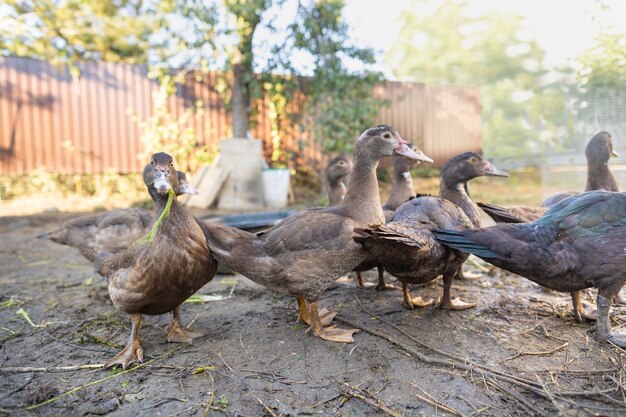 Patos en un corral en una granja