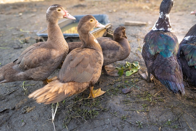 Patos en un corral en una granja