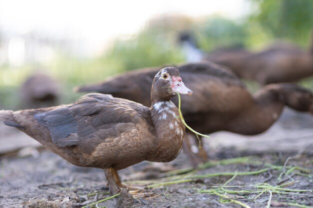 Patos en un corral en una granja