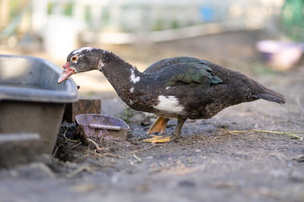 Patos en un corral en una granja