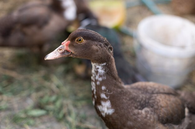 Patos en un corral en una granja