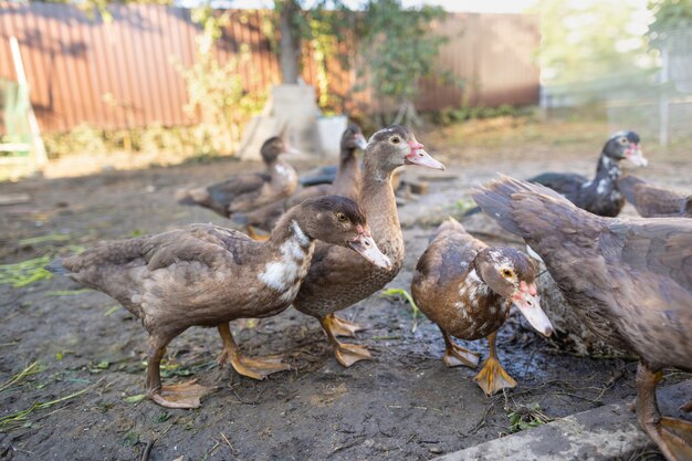 Patos en un corral en una granja