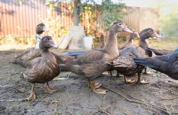 Patos en un corral en una granja