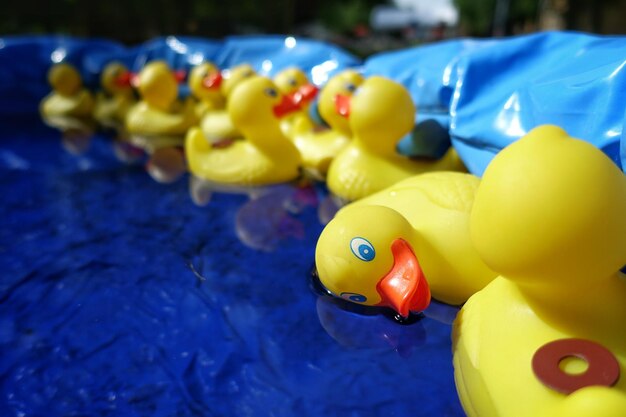 Foto patos de borracha amarelos em uma piscina no quintal