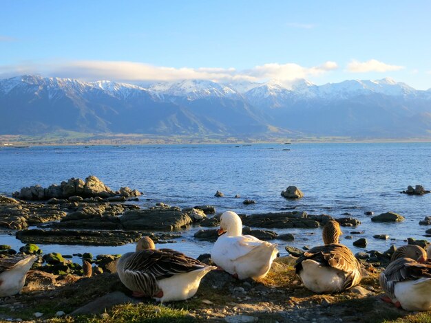 Patos descansando en la orilla del mar contra una montaña cubierta de nieve