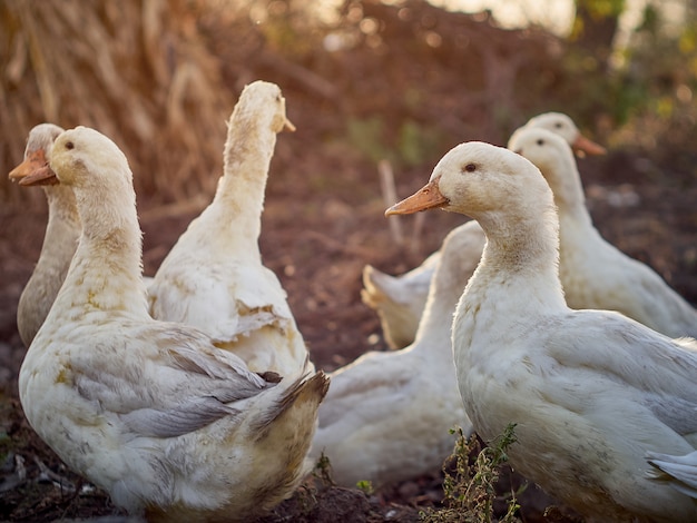 Patos domésticos en la granja.