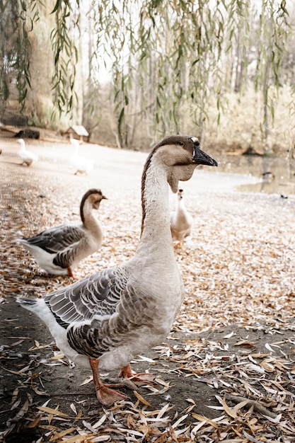 Foto patos domésticos en el patio