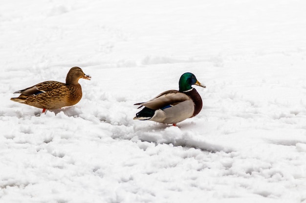 Los patos y los dracos caminan sobre la nieve y sobre un lago congelado