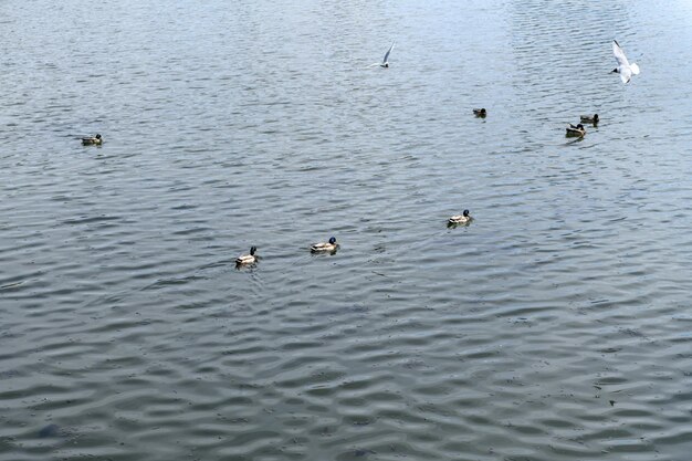 Patos e gaivotas nadando ao longo da superfície do lago da lagoa do rio de água gaivotas voam e procuram comida