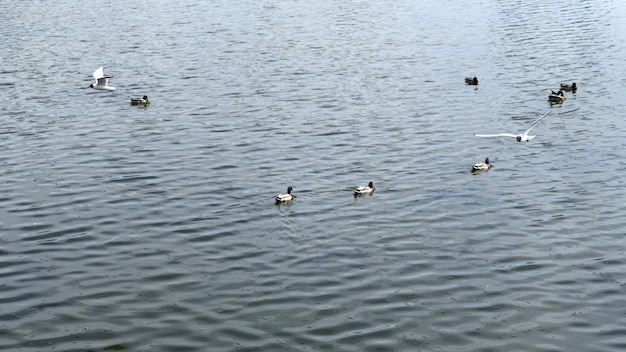 Foto patos e gaivotas nadando ao longo da superfície do lago da lagoa do rio de água gaivotas voam e procuram comida