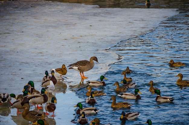 Patos e patos sentam-se no gelo do rio