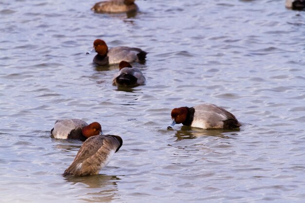 Patos em habitat nativo em south padre island, tx.