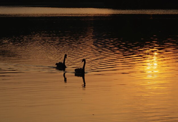 Foto patos em silhueta nadando no lago