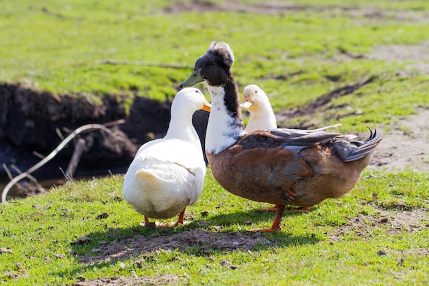 Patos em um campo com um buraco no chão