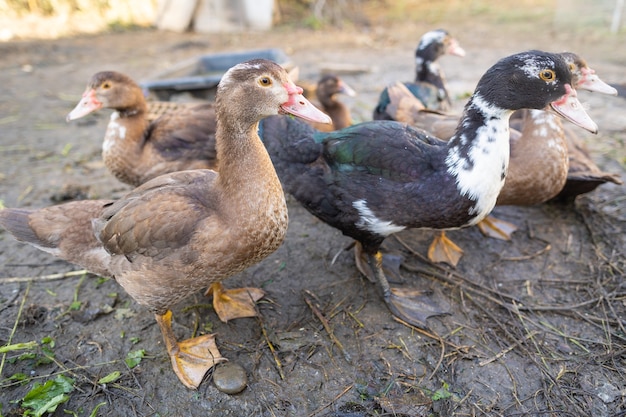 Patos em um cercado em uma fazenda