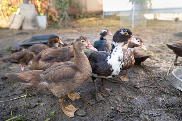 Patos em um cercado em uma fazenda