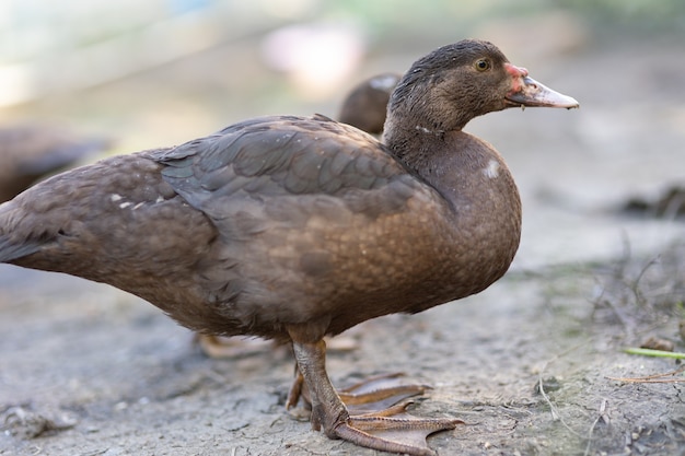 Patos em um cercado em uma fazenda