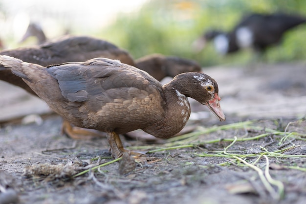 Patos em um cercado em uma fazenda