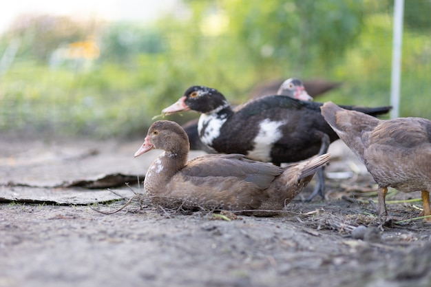 Patos em um cercado em uma fazenda