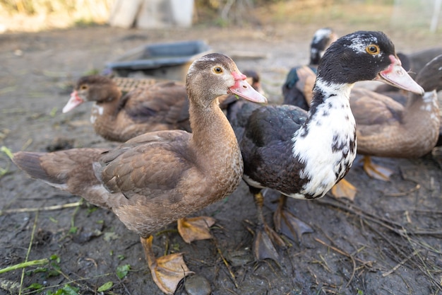 Patos em um cercado em uma fazenda