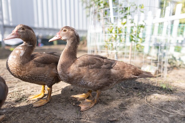 Patos em um cercado em uma fazenda