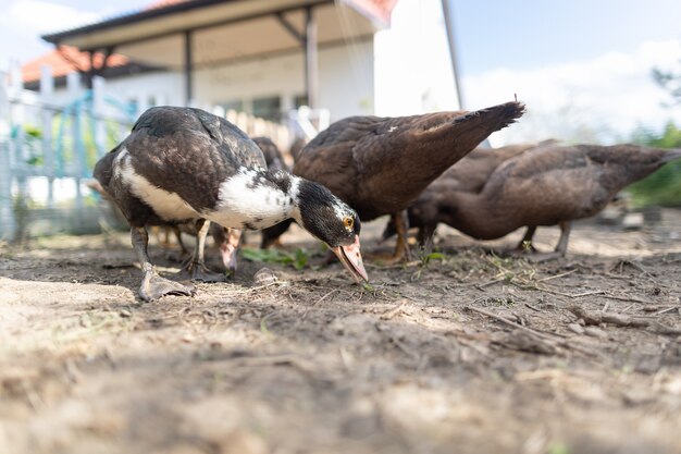 Patos em um cercado em uma fazenda