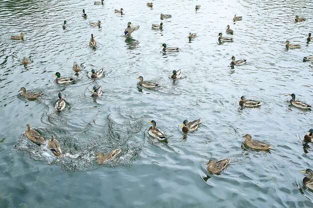patos em um lago no outono, pássaros selvagens, pato-real
