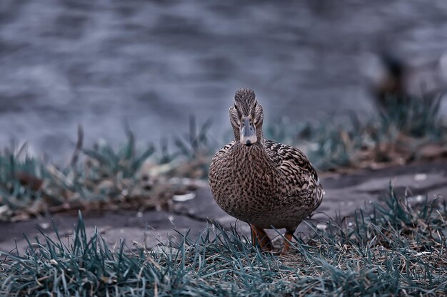 patos em um lago no outono, pássaros selvagens, pato-real