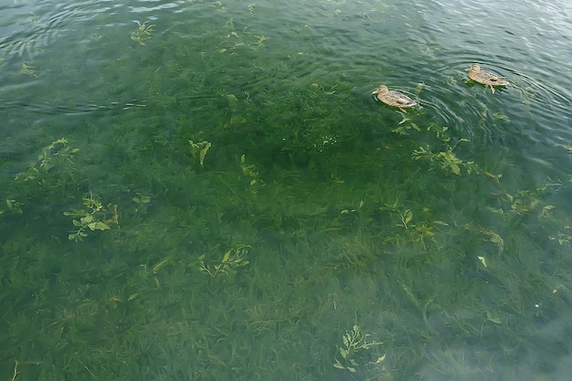 patos em um lago no outono, pássaros selvagens, pato-real