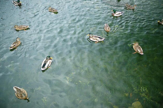 Patos em um lago no outono, pássaros selvagens, pato-real