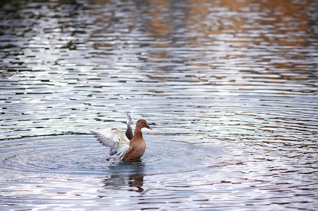 patos em um lago no outono, pássaros selvagens, pato-real