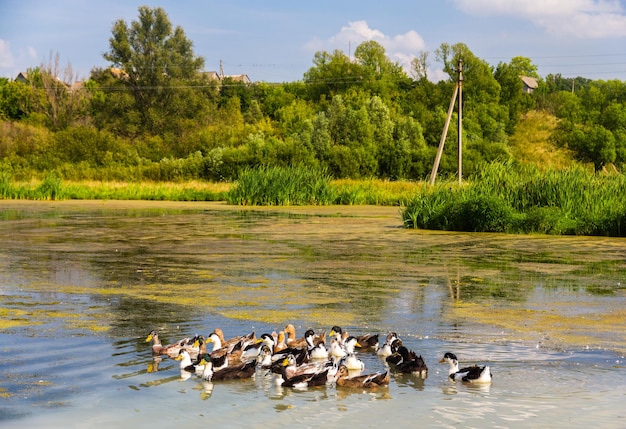 Patos em um lago pantanoso - rússia, região de kursk