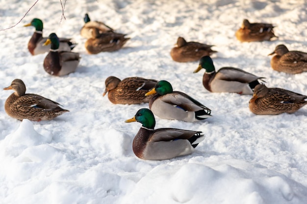 Patos em um parque público de inverno. Aves de pato estão de pé ou sentadas na neve. Migração de aves.