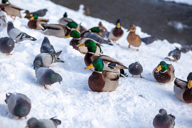 Patos em um parque público de inverno. Aves de pato estão de pé ou sentadas na neve. Migração de aves.