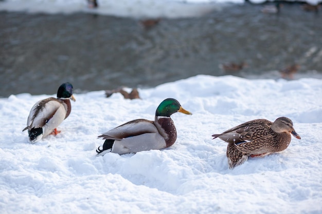 Patos em um parque público de inverno. Aves de pato estão de pé ou sentadas na neve. Migração de aves.