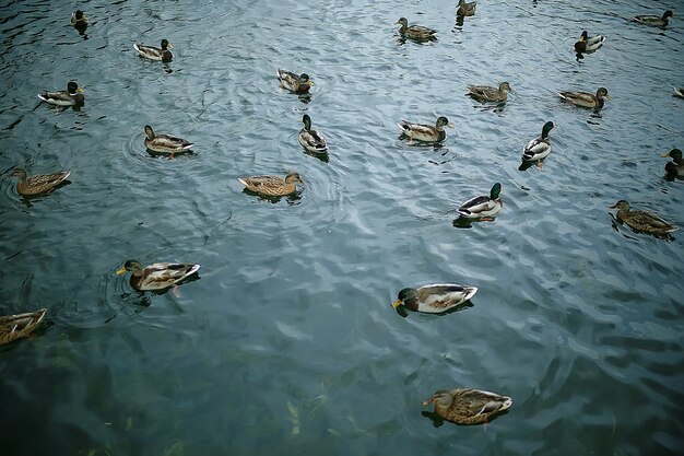 patos em uma lagoa no outono, pássaros selvagens, pato-real