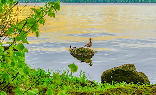 Foto patos em uma pedra na água