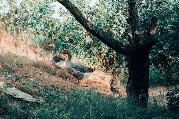 Patos en libertad en el campo