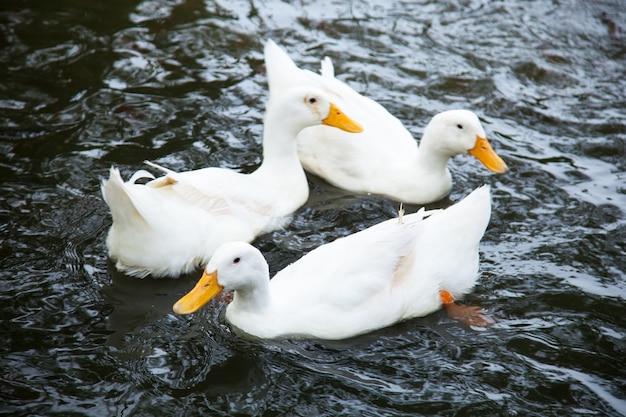 Los patos están nadando en el agua.