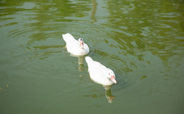 Foto los patos están nadando