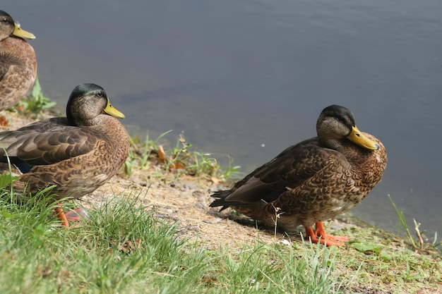 Patos en un estanque Ciudad de Varsovia Polonia