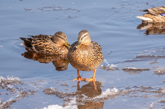 Patos en un estanque congelado en invierno