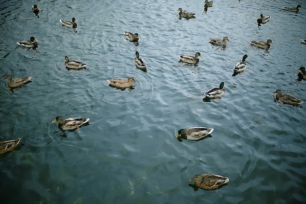 patos en un estanque en otoño, aves silvestres, ánade real