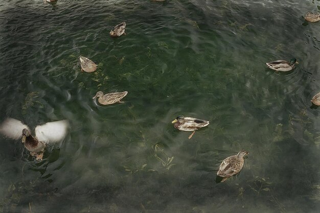 patos en un estanque en otoño, aves silvestres, ánade real