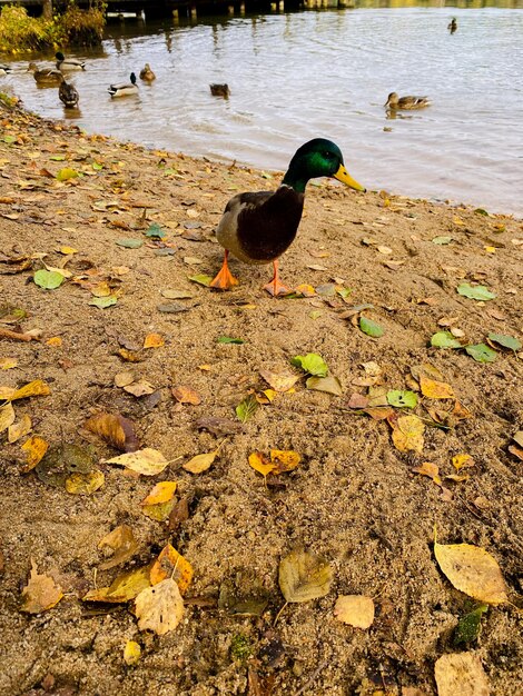 patos en un estanque en otoño
