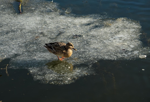 patos en el estanque en primavera