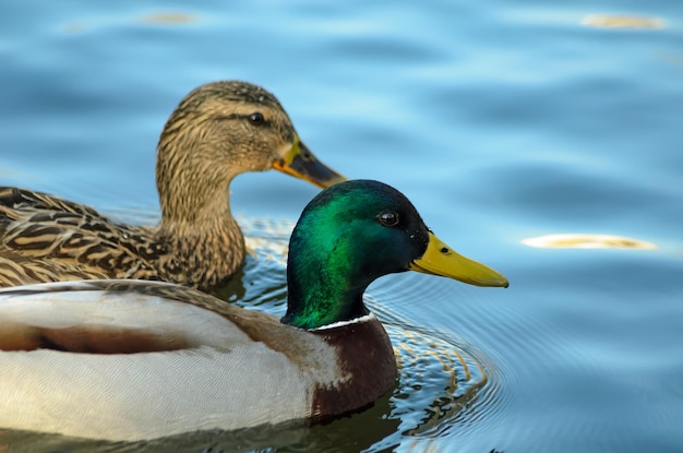 patos en el estanque en primavera